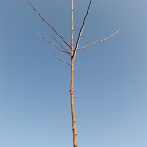 Ginkgo_sz_kh