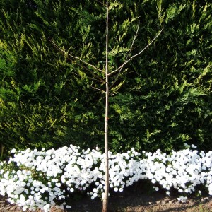 Ginkgo_sz_leyl