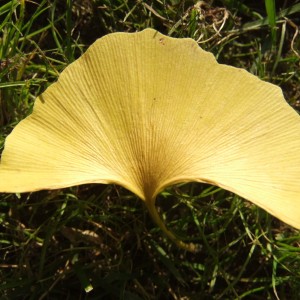Ginkgolevel_f_o