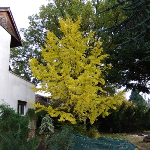 ginkgosz