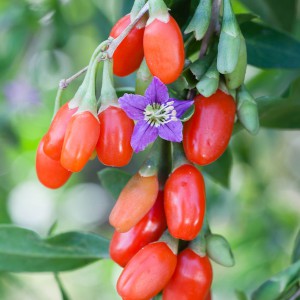 goji_n1