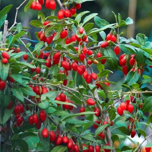 goji_n3