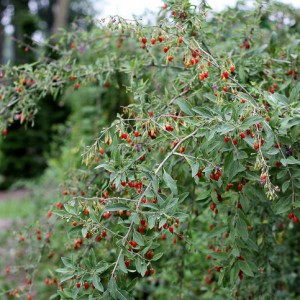 goji_n5