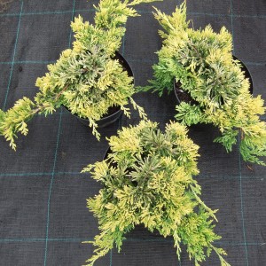 Goldencarpet3db