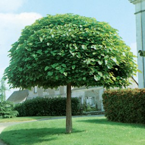 Gömb Catalpa il