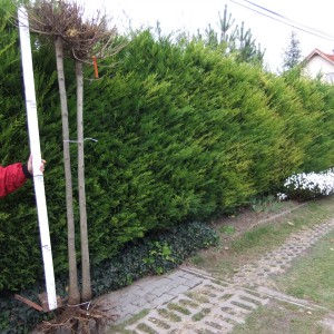 Gömb_szivar_2016_köteg3