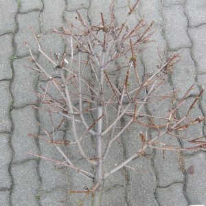 Gömbjuhar_korona