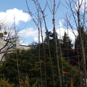 Gömbjuharrügyestávoli