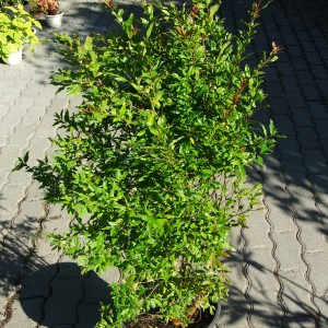 granatalmaszimpla