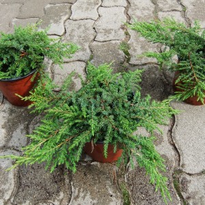 GreenCarper_cs3