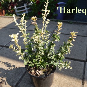 Harlequin_2024_k4