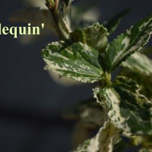 Harlequin_2024_makro