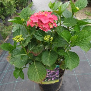 Hortenzia1dbr