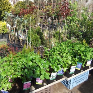 Hortfocuskep_b