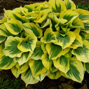 Hosta_n2