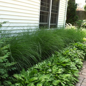 hosta_n3