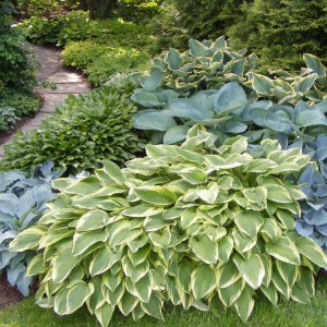 hosta_n5