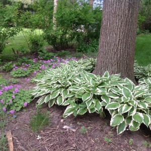 hosta_n6
