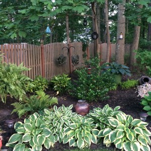 hosta_n7