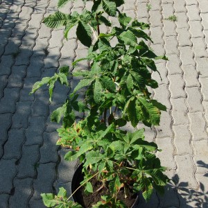 Hússzínű