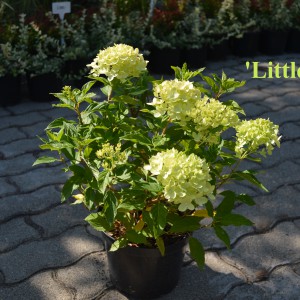 Hydr_pan_Little_Lime_2024osz
