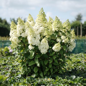 hydrangea_pan_magical_kilimanjaro_-_m_overzicht_n1