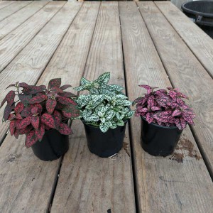 hypoestes_9