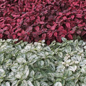 hypoestes_n1