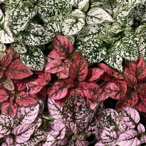 hypoestes_n2