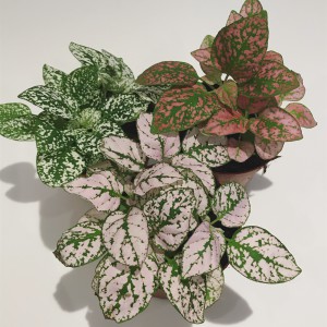 hypoestes_n4