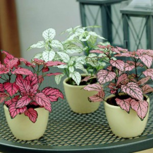 hypoestes_n7