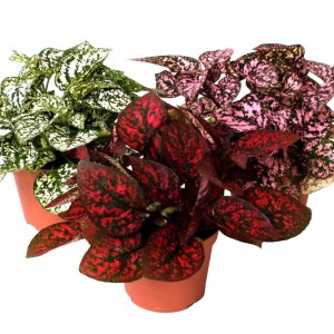 hypoestes_n8