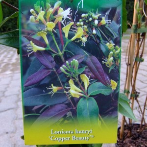 Illatos Lonc 'Copper Beauty' etikett