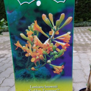 Illatos lonc 'Golden Trumpet' etikett