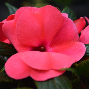 Impatiens x hawkeri 2024 bőr közeli