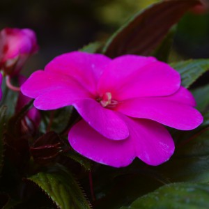 Impatiens x hawkeri 2024 lila közeli