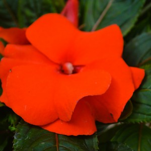 Impatiens x hawkeri 2024 piros közeli