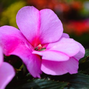 Impatiens x hawkeri 2024 rózsasz közeli