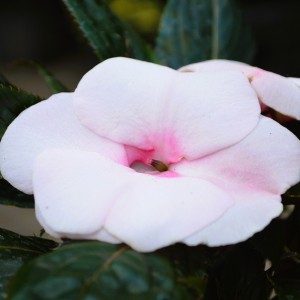 Impatiens x hawkeri 2024 VR közeli