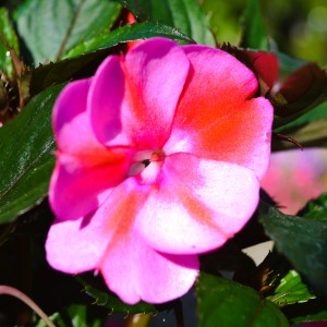 impatiens-x-hawkeri 2025 1cs-sközelije