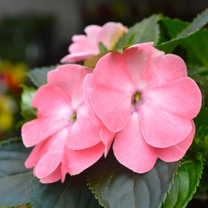 Impatiens x hawkeri 2025 bőrtarka közeli