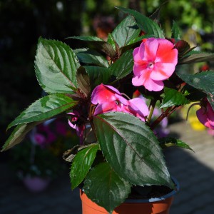 Impatiens x hawkeri 2025 rószatarka 1cs