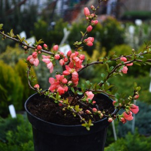 Japánbirs_2025_n_1