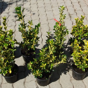 japankecskerago_kicsi_6d