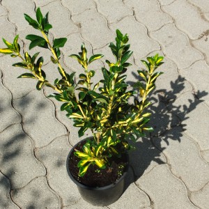 japankecskerago_kicsi_bllsrg