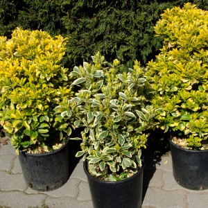 Japánkecskerágócentis3