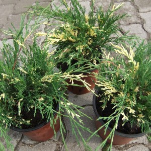 JVariegata_cs3