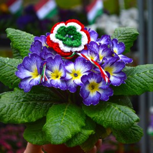 Kankalin_2025_0315_Lilafehersarga