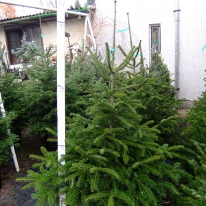 karacsonyfa_2017_6428