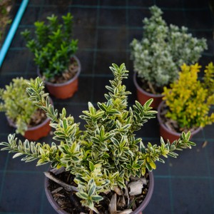 kecskerago-microphyllus-2025-aureogold-osszesahatterben